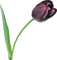 Kaz_Creations Deco Flowers Tulips Flower - kostenlos png Animiertes GIF