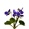 flores violetas gif dubravka4 - GIF animé gratuit GIF animé