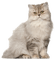 Beau  chat.Miriella - GIF animé gratuit