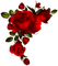 roses - png grátis Gif Animado