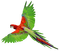 Kaz_Creations Parrot Bird - δωρεάν png κινούμενο GIF