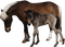 Kaz_Creations Animals Horses Horse - безплатен png анимиран GIF