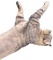 Long John the cat - ücretsiz png animasyonlu GIF