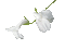 white flower - GIF animé gratuit GIF animé