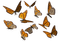 butterflies Bb2 - ilmainen png animoitu GIF