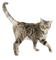 animalss cats nancysaey - gratis png geanimeerde GIF