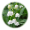 lily of the valley - PNG gratuit GIF animé