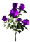 purple rose roses flower spring - Free PNG Animated GIF