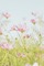 Pink flowers - Gratis animerad GIF