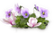 spring printemps  purlpe deco tube flower fleur blumen blossoms fleurs - безплатен png анимиран GIF