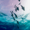 dolphin bg gif dauphin fónd🐬🐬 - GIF animado grátis Gif Animado