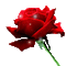 Red Rose - Δωρεάν κινούμενο GIF κινούμενο GIF