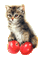 cat gif - Darmowy animowany GIF animowany gif