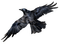 corbeau - Free PNG Animated GIF