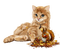 Katze cat Eichhörnchen Herbst - PNG gratuit GIF animé