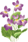 violets - nemokama png animuotas GIF