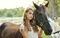 woman and horse - gratis png animeret GIF