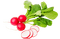 vegetables bp - Free PNG Animated GIF