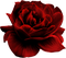 Цветок - безплатен png анимиран GIF
