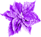 Christmas.Flower.Purple - zadarmo png animovaný GIF