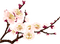Flower - 無料png アニメーションGIF