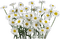 Kaz_Creations Deco Flowers Camomile - besplatni png animirani GIF