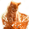 RED BABY CAT IN BASKET bebe chat rouge paNier - Free PNG Animated GIF
