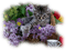 patymirabelle fleurs fond et chat - 免费PNG 动画 GIF