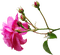 Tube Rose - nemokama png animuotas GIF