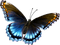 Papillon - Безплатен анимиран GIF