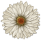set beige-blomma-flower--minou52 - PNG gratuit GIF animé