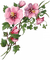 Blumen Malve - фрее пнг анимирани ГИФ