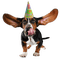 dog chien hund animal tube hunde dogs chiens animals animaux fun birthday anniversaire geburtstag party fest - безплатен png анимиран GIF