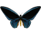 papillon - png gratuito GIF animata