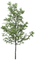 tree 2 - PNG gratuit GIF animé