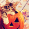 pumpkin kitten - GIF animé gratuit