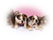 tube chien - gratis png animerad GIF