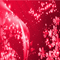 JE / texture.glitter.flowers.red.idca - Бесплатный анимированный гифка анимированный гифка