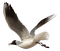 gull katrin - ücretsiz png animasyonlu GIF