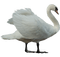 Kaz_Creations  Birds Bird Swan - bezmaksas png animēts GIF