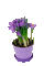 Blumen, Krokusse, Flowers - Gratis geanimeerde GIF geanimeerde GIF