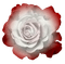 red-white-rose-flower-minou52