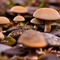 Brown Mushroom Background - безплатен png анимиран GIF