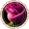 ani-blomma--flower - Бесплатный анимированный гифка анимированный гифка