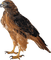 hawk katrin - Free PNG Animated GIF