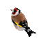 птица - Безплатен анимиран GIF анимиран GIF