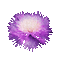 fleur violette.Cheyenne63 - GIF animé gratuit GIF animé