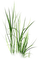 GRASS - 免费PNG 动画 GIF
