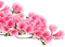 Azalea flower - бесплатно png анимированный гифка