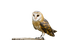 Owl - zdarma png animovaný GIF